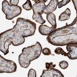 KIF1-binding protein Antibody, Novus Biologicals:Antibodies:Primary Antibodies