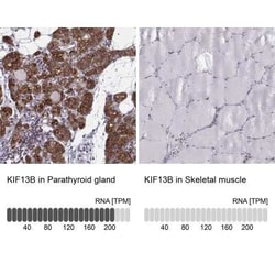 KIF13B Antibody, Novus Biologicals 100 &mu;g; Unconjugated:Antibodies,