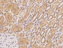 KIF22 Antibody, Novus Biologicals:Antibodies:Primary Antibodies
