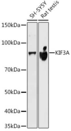 KIF3A Rabbit anti-Human, Mouse, Rat, Clone: 1C8K4, Novus Biologicals 100