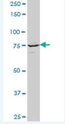 KIF3A Antibody, Novus Biologicals 50 &mu;g | Buy Online | Novus Biologicals | Fisher Scientific