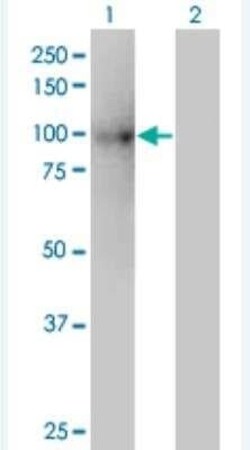 KIF3B Antibody (8H4), Novus Biologicals 100 &mu;g | Buy Online | Novus Biologicals | Fisher Scientific