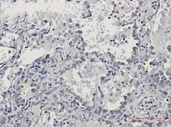 KIFAP3 Antibody (S03-6C6), Novus Biologicals 100 &mu;g; Unconjugated:Antibodies,