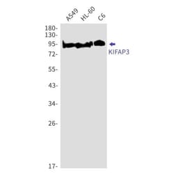 KIFAP3 Antibody (S03-6C6), Novus Biologicals 100 &mu;g; Unconjugated:Antibodies,