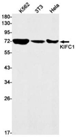 KIFC1 Rabbit anti-Human, Clone: S03-3E4, Novus Biologicals 100 &mu;g | Buy Online | Novus Biologicals | Fisher Scientific