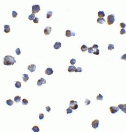 KIR2DS2 Antibody - BSA Free, Novus Biologicals 0.1 mg; Unconjugated:Antibodies,