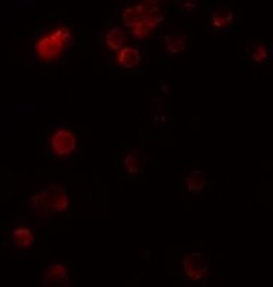 KIR2DS2 Antibody - BSA Free, Novus Biologicals 0.1 mg; Unconjugated:Antibodies,