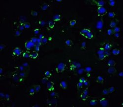 KIR2DS2 Antibody - BSA Free, Novus Biologicals 0.1 mg; Unconjugated:Antibodies,