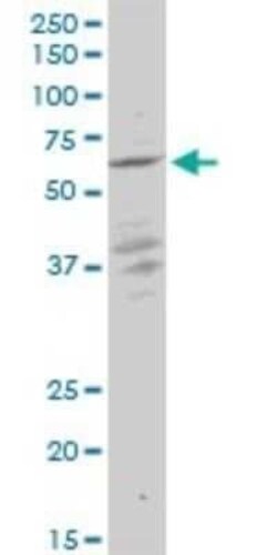 KLF10 Antibody (1H3), Novus Biologicals 0.1 mg | Buy Online | Novus Biologicals | Fisher Scientific