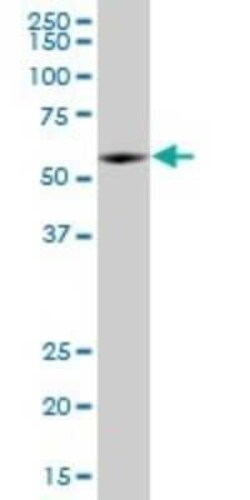 KLF10 Antibody (1H3), Novus Biologicals 0.1 mg | Buy Online | Novus Biologicals | Fisher Scientific