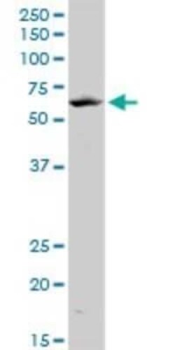 KLF10 Antibody (1H3), Novus Biologicals 0.1 mg | Buy Online | Novus Biologicals | Fisher Scientific