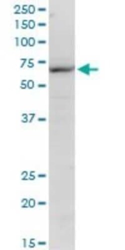 KLF10 Antibody (1H3), Novus Biologicals 0.1 mg | Buy Online | Novus Biologicals | Fisher Scientific