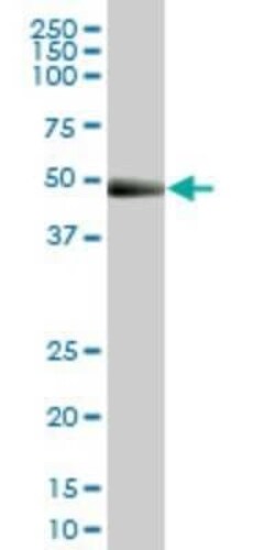 KLF10 Antibody (1H3), Novus Biologicals 0.1 mg | Buy Online | Novus Biologicals | Fisher Scientific