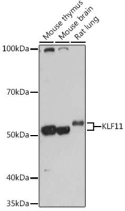 KLF11 Rabbit anti-Mouse, Rat, Polyclonal, Novus Biologicals 20 &mu;g; Unconjugated:Antibodies,