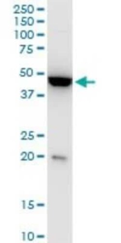KLF13 Antibody (1D3), Novus Biologicals 0.1 mg | Buy Online | Novus Biologicals | Fisher Scientific