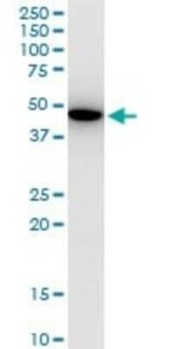 KLF13 Antibody (1D3), Novus Biologicals 0.1 mg | Buy Online | Novus Biologicals | Fisher Scientific