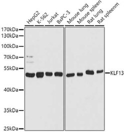 KLF13 Rabbit anti-Human, Mouse, Rat, Polyclonal, Novus Biologicals 100