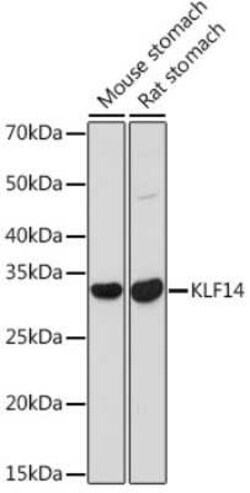 KLF14 Rabbit anti-Human, Mouse, Rat, Polyclonal, Novus Biologicals 100