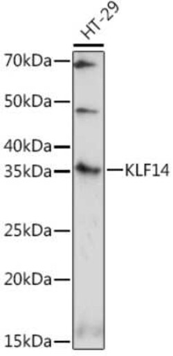 KLF14 Rabbit anti-Human, Mouse, Rat, Polyclonal, Novus Biologicals 100