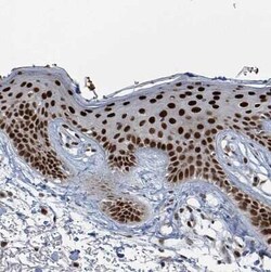 KLF3 Antibody, Novus Biologicals:Antibodies:Primary Antibodies