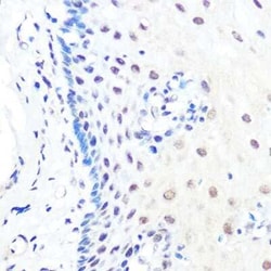 KLF4 Rabbit anti-Human, Mouse, Rat, Clone: 7B7U1, Novus Biologicals:Antibodies:Primary