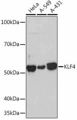 KLF4 Rabbit anti-Human, Mouse, Rat, Clone: 7B7U1, Novus Biologicals:Antibodies:Primary