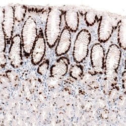 KLF4 Antibody (CL5785), Novus Biologicals:Antibodies:Primary Antibodies