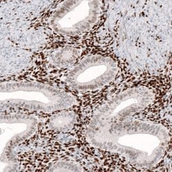 KLF4 Antibody (CL5785), Novus Biologicals:Antibodies:Primary Antibodies