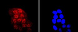 KLF4 Rabbit anti-Human, Clone: JF98-08, Novus Biologicals 100&mu;L:Antibodies,