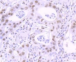 KLF4 Rabbit anti-Human, Clone: JF98-08, Novus Biologicals 100&mu;L:Antibodies,