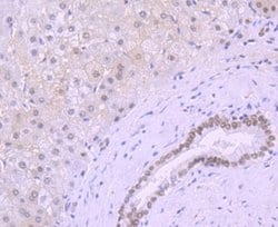 KLF4 Rabbit anti-Human, Clone: JF98-08, Novus Biologicals 100&mu;L:Antibodies,
