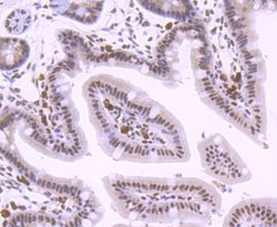 KLF4 Rabbit anti-Human, Clone: JF98-08, Novus Biologicals 100&mu;L:Antibodies,