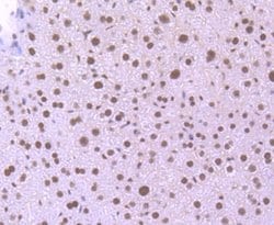KLF4 Rabbit anti-Human, Clone: JF98-08, Novus Biologicals 100&mu;L:Antibodies,