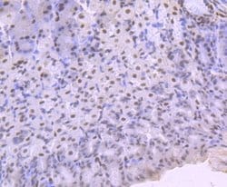 KLF4 Rabbit anti-Human, Clone: JF98-08, Novus Biologicals 100&mu;L:Antibodies,