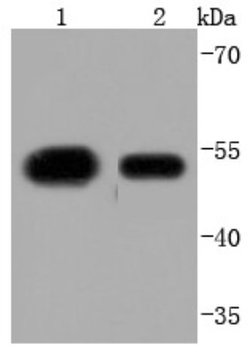KLF4 Rabbit anti-Human, Clone: JF98-08, Novus Biologicals 100&mu;L:Antibodies,