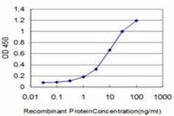 KLF6 Antibody (3C4), Novus Biologicals 0.1 mg | Buy Online | Novus Biologicals | Fisher Scientific