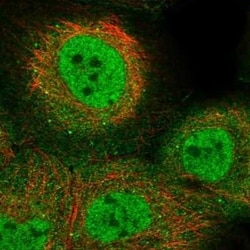 KLF9 Antibody, Novus Biologicals 25 &mu;L; Unconjugated:Antibodies, Polyclonal