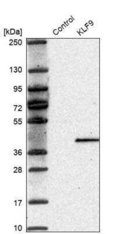 KLF9 Antibody, Novus Biologicals 25 &mu;L; Unconjugated:Antibodies, Polyclonal