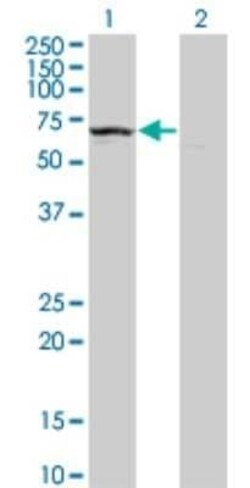 KLHDC4 Antibody (4G11), Novus Biologicals 0.1 mg | Buy Online | Novus Biologicals | Fisher Scientific