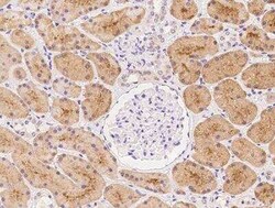 KLHL17 Antibody, Novus Biologicals:Antibodies:Primary Antibodies