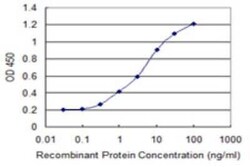 KLHL2 Antibody (3G3), Novus Biologicals 0.1 mg | Buy Online | Novus Biologicals | Fisher Scientific