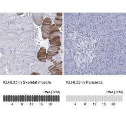 KLHL33 Rabbit anti-Human, Polyclonal, Novus Biologicals 100 &mu;g; Unconjugated:Antibodies,