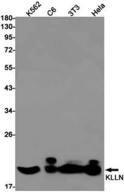 KLLN Rabbit anti-Human, Mouse, Rat, Clone: S08-5C6, Novus Biologicals:Antibodies:Primary