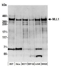 KMT2A/MLL Antibody (BL-175-7E8), Novus Biologicals 100 &mu;L; Unconjugated:Antibodies,