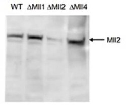 KMT2B Rabbit anti-Mouse, Polyclonal, Novus Biologicals:Antibodies:Primary