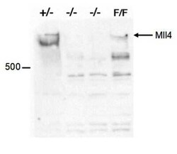 KMT2D Rabbit anti-Mouse, Polyclonal, Novus Biologicals 25 &mu;g; Unconjugated:Antibodies,