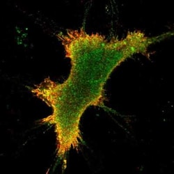 KOR Antibody, Novus Biologicals:Antibodies:Primary Antibodies