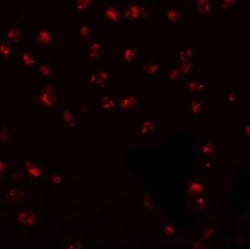 KPNA3 Antibody - BSA Free, Novus Biologicals 0.025 mg; Unconjugated:Antibodies,