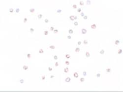 KPNA3 Antibody - BSA Free, Novus Biologicals 0.025 mg; Unconjugated:Antibodies,