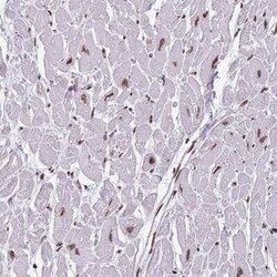 KPNA3 Antibody, Novus Biologicals 25 &mu;L | Buy Online | Novus Biologicals | Fisher Scientific